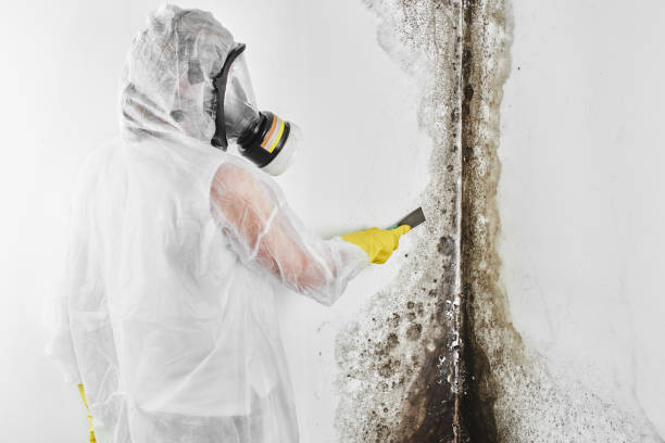 Best Toxic Mold Removal  in Onset, MA