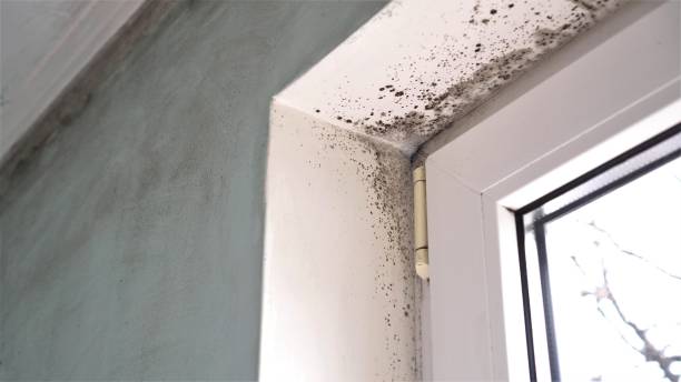Mold Removal Process in Onset, MA