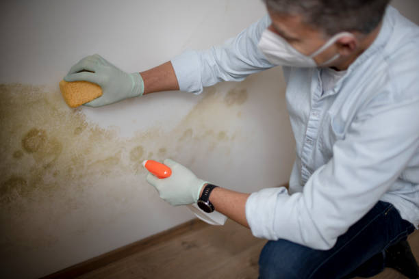 Home Mold Removal in Onset, MA