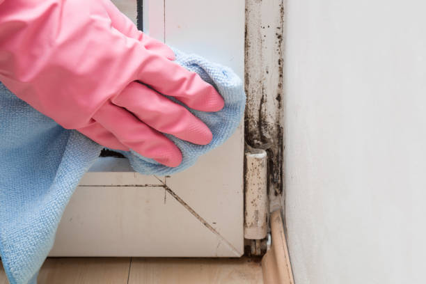 Best Fast Mold Removal  in Onset, MA