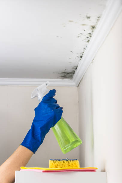 Trusted Onset, MA Mold Removal Experts