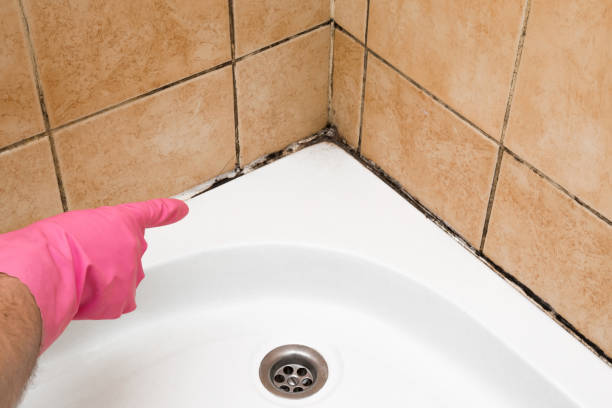 Best Professional Mold Removal  in Onset, MA